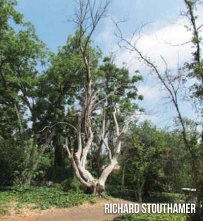 box-elder-1-400×436