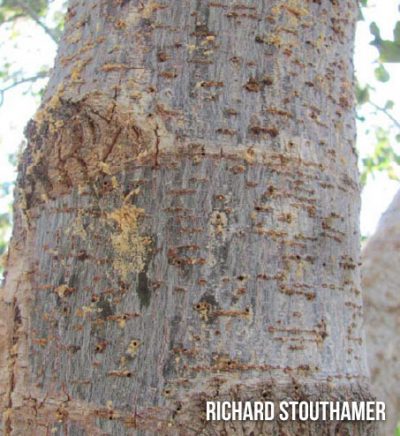 box-elder-2-400×436