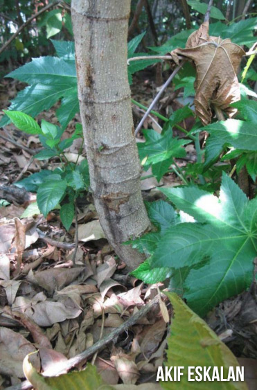 castor-bean-1