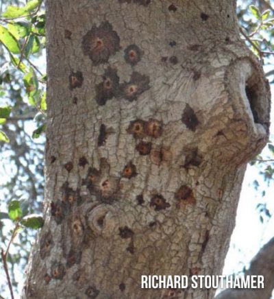 coast-live-oak-1-400×436