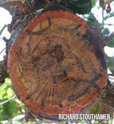 coastal-live-oak-2-400×436