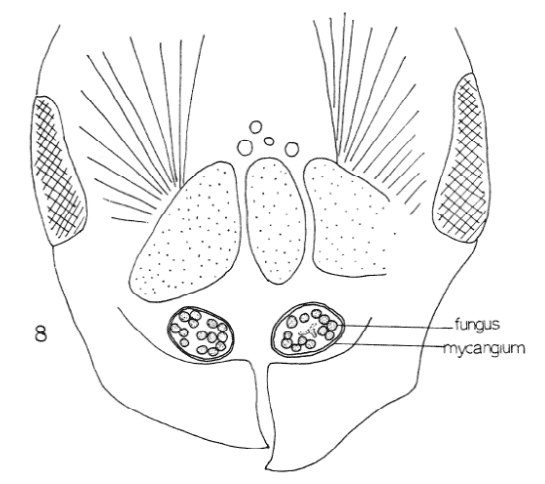 euwallacea-fungus-mycangium