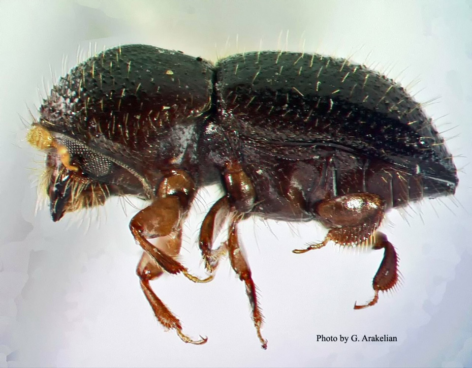 euwallacea