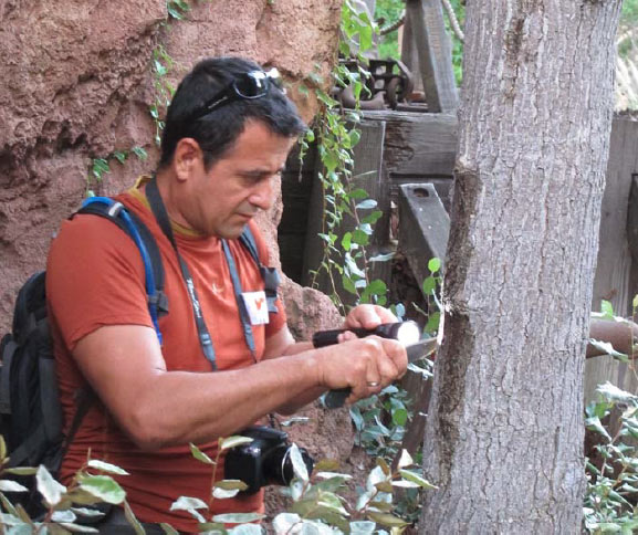 examining-avocado-tree-for-disease