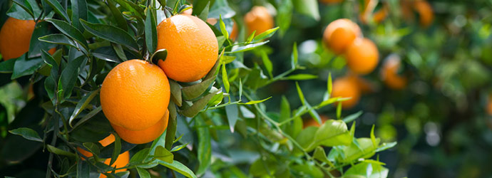 featured-images-citrus-trees