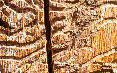 Pine Bark Beetles (Borers)