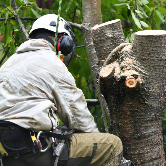 tree_cutter_working_on_tree