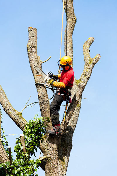 tree_removal